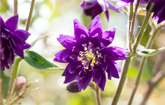 Semiaquilegia x cult. 'Plena Blue Barlow'