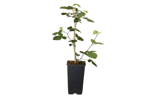 Rubus fruticosus 'Loch Ness'(s) Rubus fruticosus 'Loch Ness'(s)