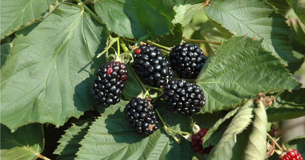 Rode Rups Fruit Rubus frut. 'Theodor Reimers' CAC