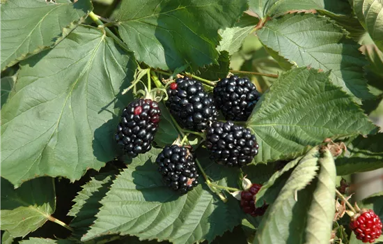 Rubus frut.'Theodor Reimers' CAC