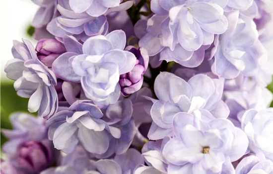 Syringa vulg. 'Michel Buchner'
