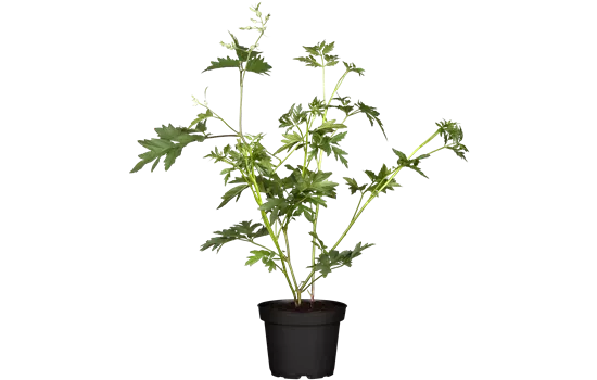 Rubus frut.'Thornless Evergreen' CAC