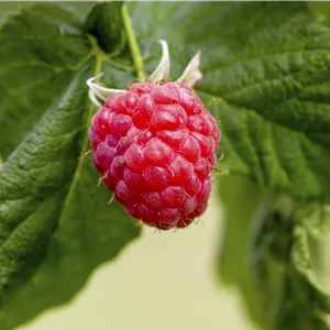 Rubus id.'Malling Promise' CAC I Rubus id.'Malling Promise' CAC I