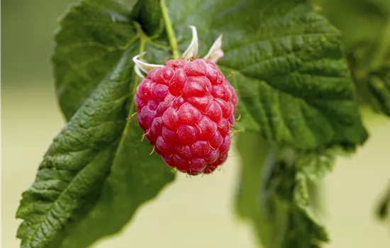 Rubus id.'Malling Promise' CAC I