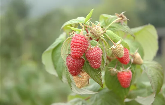 Rubus id.'Schönemann' CAC I