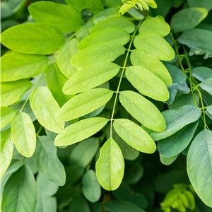 Robinia pseudoac.'Bessoniana' Robinia pseudoac.'Bessoniana'