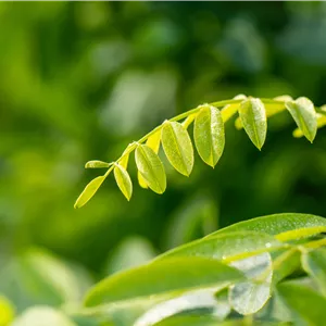Robinia pseudoac.'Umbraculifera' Robinia pseudoac.'Umbraculifera'