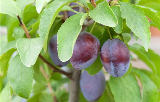 Prunus dom. 'Hanita' -S- CAC