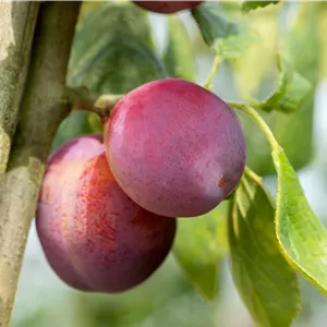 Prunus dom.'Königin Viktoria' CAC Prunus dom.'Königin Viktoria' CAC