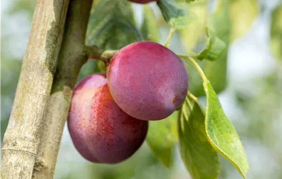 Prunus dom.'Königin Viktoria' CAC