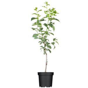 Prunus dom.'Stanley' CAC Prunus dom.'Stanley' CAC