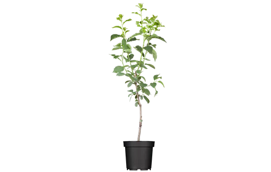 Prunus dom. 'Stanley' CAC