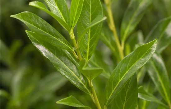 Prunus lauroc.'Caucasica' Prunus lauroc.'Caucasica'