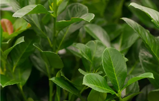 Prunus lauroc. 'Etna' -R-