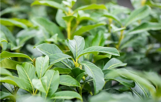 Prunus lauroc. 'Genolia' -R-