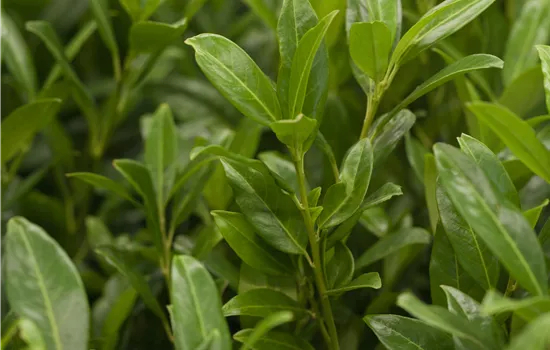 Prunus lauroc.'Herbergii'