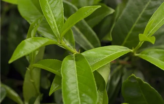 Prunus lauroc. 'Mount Vernon'