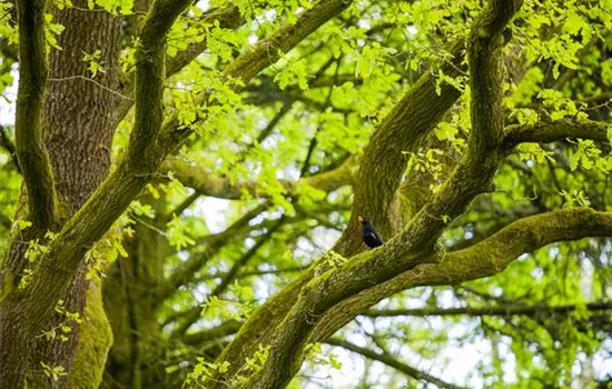 Creating Shady Spots