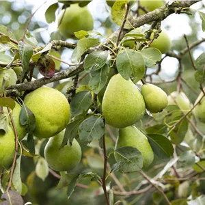 Pyrus com. 'Alexander Lucas' CAC