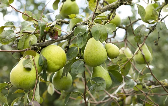 Pyrus com.'Alexander Lucas' CAC