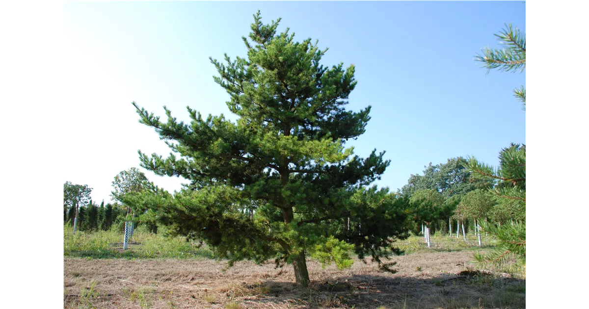 Plant of the month March 2025: Pinus banksiana (shrub pine) - Lorberg.com