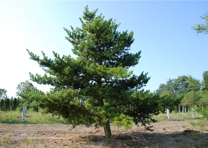 Pflanze des Monats März 2025: Pinus banksiana (Strauchkiefer)