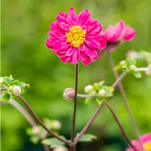 Anemone japonica 'Bressingham Glow' Anemone japonica 'Bressingham Glow'