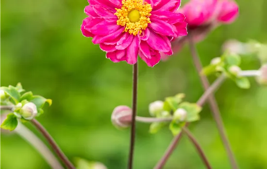 Anemone japonica 'Bressingham Glow' Anemone japonica 'Bressingham Glow'