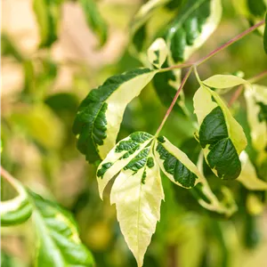 Acer negundo Acer negundo