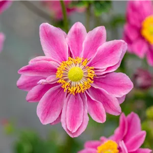 Anemone japonica 'Pamina'