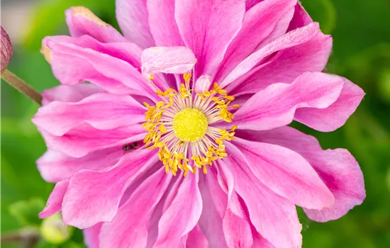 Anemone japonica 'Pamina' Anemone japonica 'Pamina'