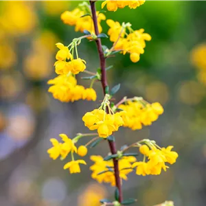 Berberis stenophylla