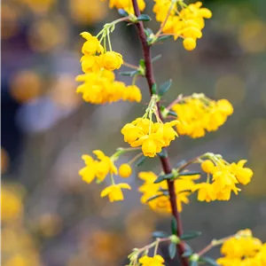 Berberis stenophylla Berberis stenophylla