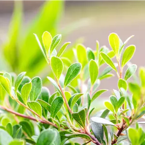Arctostaphylos uva-ursi