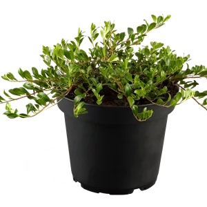 Arctostaphylos uva-ursi Arctostaphylos uva-ursi