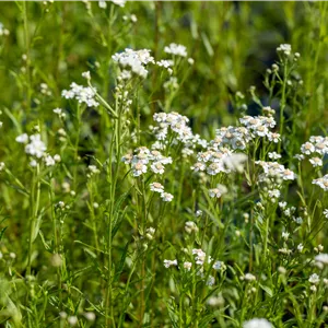Achillea ptarmica