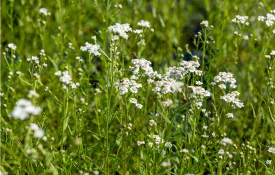 Achillea ptarmica