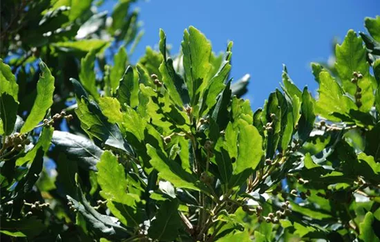 Quercus turneri 'Pseudoturneri' Quercus turneri 'Pseudoturneri'