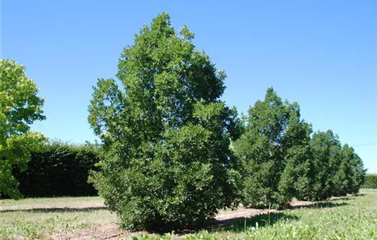 Quercus turneri 'Pseudoturneri'