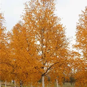 Betula albosinensis