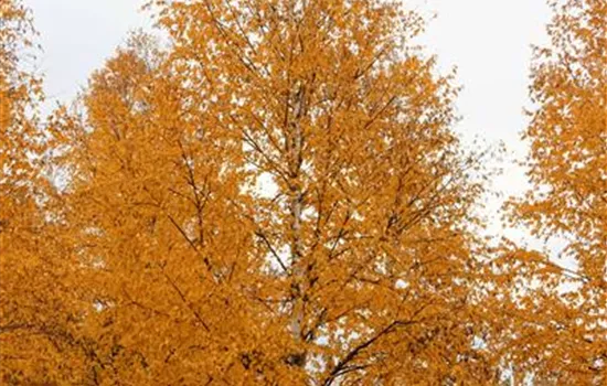 Betula albosinensis Betula albosinensis