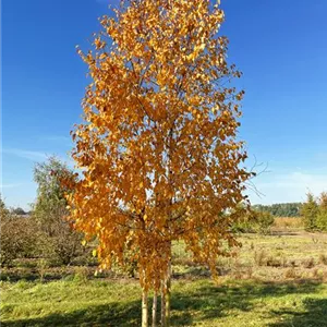 Betula ermanii
