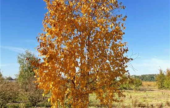 Betula ermanii Betula ermanii