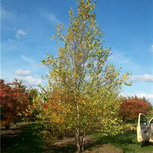 Betula nigra