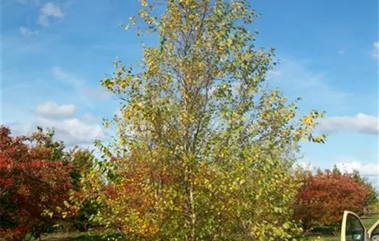 Betula nigra Betula nigra