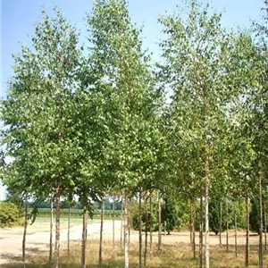 Betula pubescens