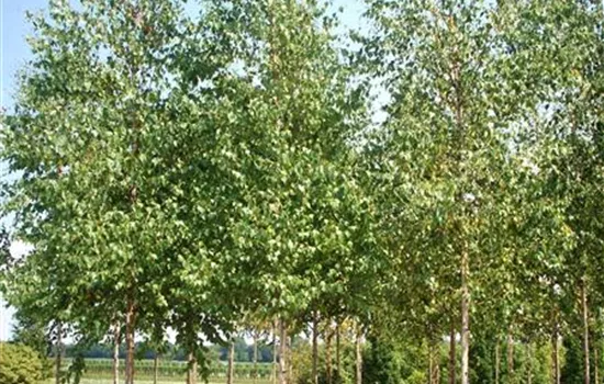 Betula pubescens Betula pubescens