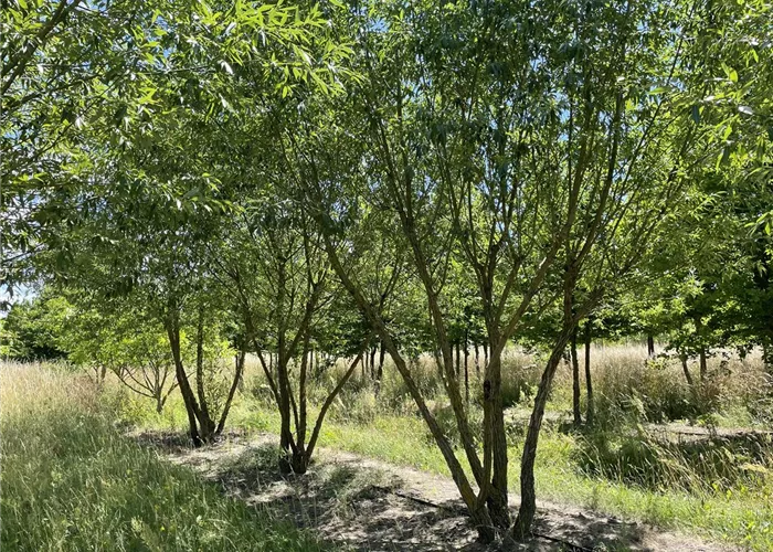 Pflanze des Monats April 2025: Silberweide (Salix alba)