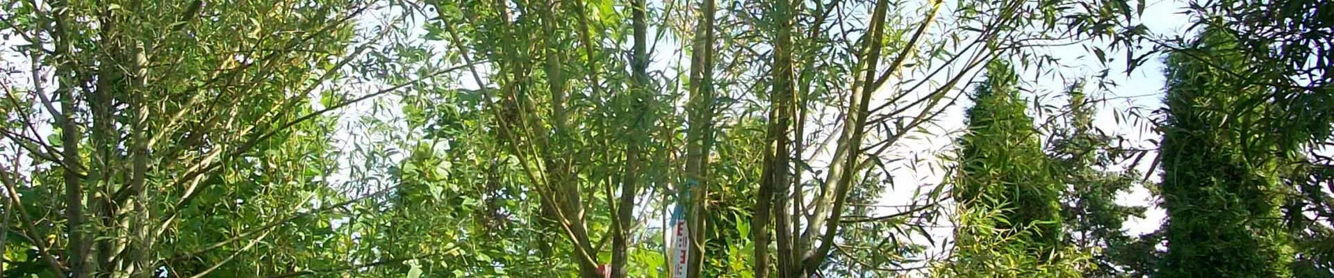 Salix alba 7-9 Gst. 200-300 x 600-700; KAS 200 (2).JPG Salix alba 7-9 Gst. 200-300 x 600-700; KAS 200 (2).JPG