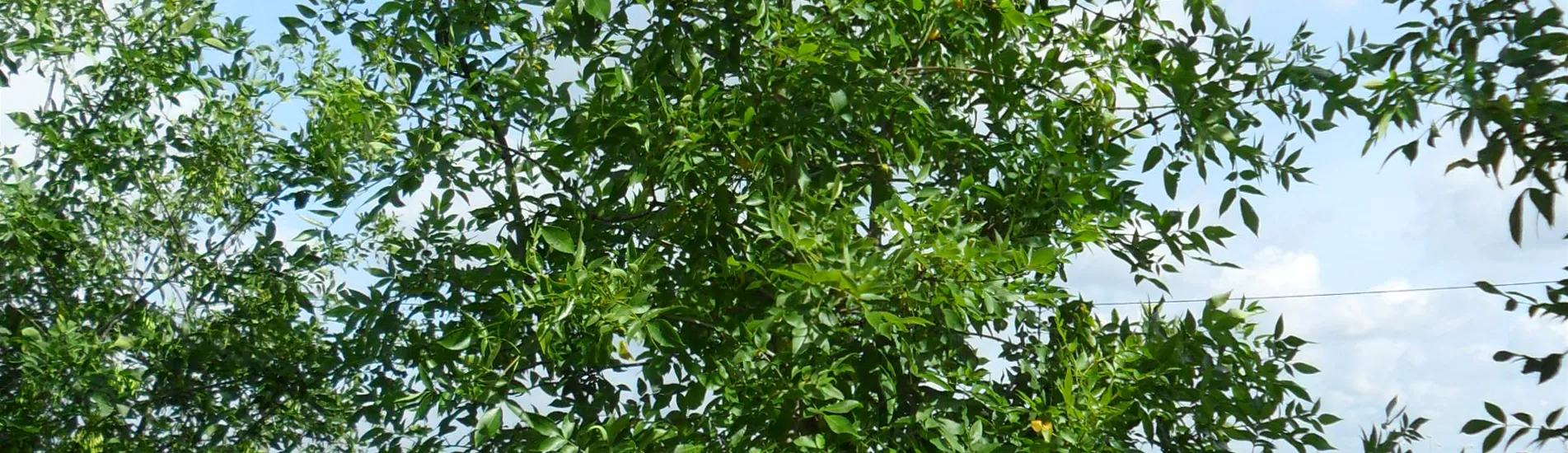 Pflanze des Monats Mai 2025: Weißesche ‘Skyline’ (Fraxinus americana)